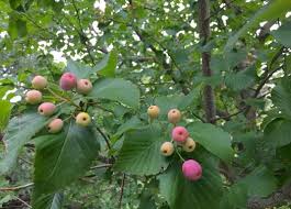 Attēlu rezultāti vaicājumam “Sorbus alnifolia fruit”