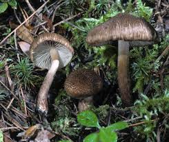 Attēlu rezultāti vaicājumam “Inocybe lanuginosa”