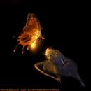 http://www.deviantart.com/download/173821943/Animated_firefly_and_Arkanys_by_DianePhotos.gif