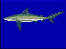 Image result for Carcharhinus perezii