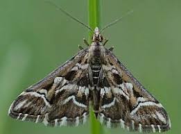 Attēlu rezultāti vaicājumam “Diasemia reticularis”