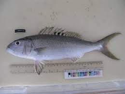 Image result for Aprion virescens