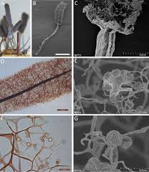 Attēlu rezultāti vaicājumam “Stemonitopsis aequalis var. microspora spores”