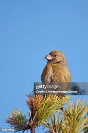 Attēlu rezultāti vaicājumam “Loxia pytyopsittacus male”