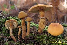 Attēlu rezultāti vaicājumam “Cystoderma amianthinum”