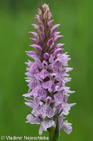Attēlu rezultāti vaicājumam “Dactylorhiza maculata”