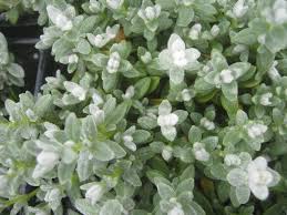 Attēlu rezultāti vaicājumam “Cerastium tomentosum leaf”