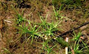 Attēlu rezultāti vaicājumam “Subularia aquatica”