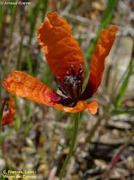 Attēlu rezultāti vaicājumam “Papaver argemone flower”