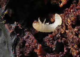 Attēlu rezultāti vaicājumam “Bolitophagus reticulatus larva”