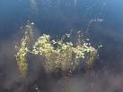 Ecosystem in an impact crater. (If anyone knows the name of the plant can - via Daymix
