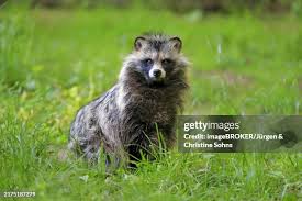 Attēlu rezultāti vaicājumam “Nyctereutes procyonoides”