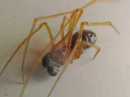 Attēlu rezultāti vaicājumam “Neottiura bimaculata”