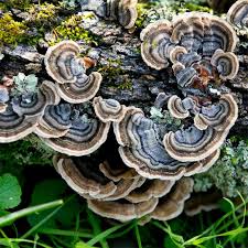 Attēlu rezultāti vaicājumam “Trametes versicolor”