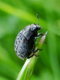 Attēlu rezultāti vaicājumam “Cytilus sericeus”