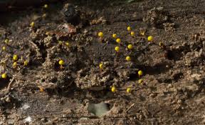 Attēlu rezultāti vaicājumam “Physarum viride”