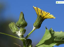 Attēlu rezultāti vaicājumam “Sonchus oleraceus bud”