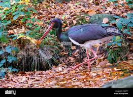 Attēlu rezultāti vaicājumam “Ciconia nigra”