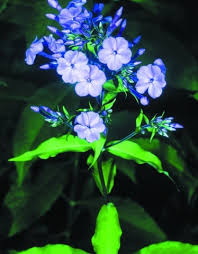 Attēlu rezultāti vaicājumam “Polemoniaceae”