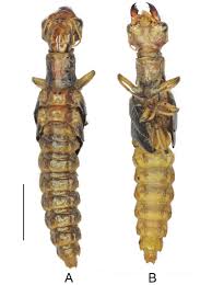 Attēlu rezultāti vaicājumam “Nymphalis pupa”