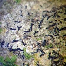 Attēlu rezultāti vaicājumam “Opegrapha atra”