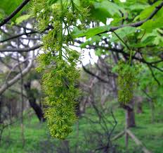 Attēlu rezultāti vaicājumam “Acer pseudoplatanus flower”