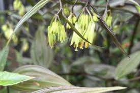 Attēlu rezultāti vaicājumam “Colchicaceae”