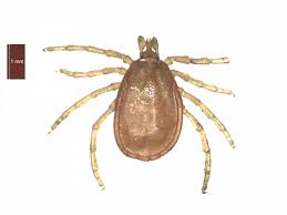 Attēlu rezultāti vaicājumam “Ixodes”