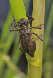 Attēlu rezultāti vaicājumam “Libellula quadrimaculata larva”