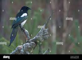 Attēlu rezultāti vaicājumam “Pica pica adult”