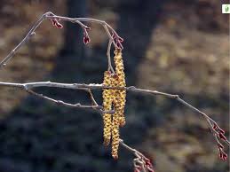 Attēlu rezultāti vaicājumam “Alnus incana female flower”