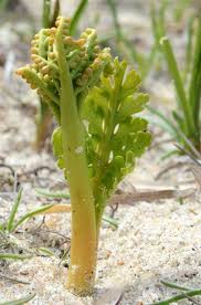 Attēlu rezultāti vaicājumam “Botrychium matricariifolium”
