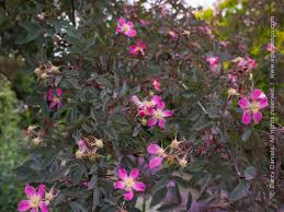 Attēlu rezultāti vaicājumam “Rosa glauca flower”