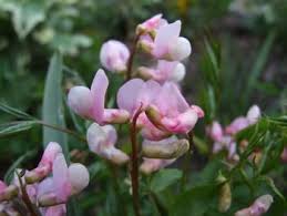 Attēlu rezultāti vaicājumam “Lathyrus vernus flower”