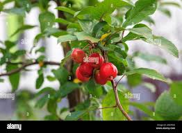 Attēlu rezultāti vaicājumam “Malus prunifolia fruit”