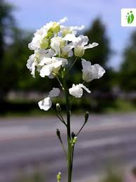 Attēlu rezultāti vaicājumam “Armoracia rusticana flower”