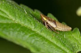 Attēlu rezultāti vaicājumam “Planaphrodes sp.”