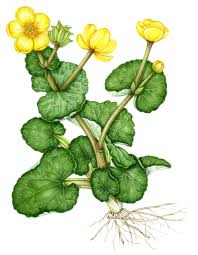 Attēlu rezultāti vaicājumam “Caltha palustris fruit”