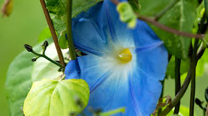 Image result for Prunkwinde