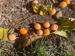 Attēlu rezultāti vaicājumam “Ginkgo biloba fruit”