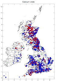Attēlu rezultāti vaicājumam “Calicium viride”
