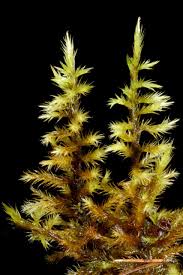 Attēlu rezultāti vaicājumam “Tomentypnum nitens”