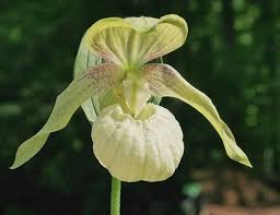 Attēlu rezultāti vaicājumam “Cypripedium calceolus flower”