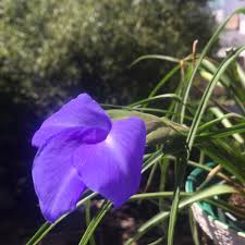 Image result for tillandsia umbellata