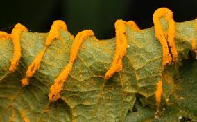 Attēlu rezultāti vaicājumam “Triphragmium ulmariae”