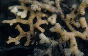 Attēlu rezultāti vaicājumam “Corallorhiza trifida”