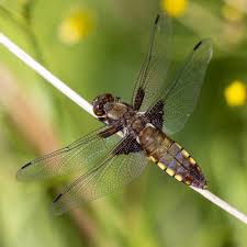 Attēlu rezultāti vaicājumam “Coenagrion armatum male”