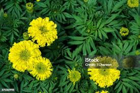 Attēlu rezultāti vaicājumam “Tagetes leaf”