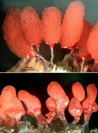 Attēlu rezultāti vaicājumam “Diderma ochraceum spores”