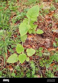 Attēlu rezultāti vaicājumam “Stachys sylvatica bud”